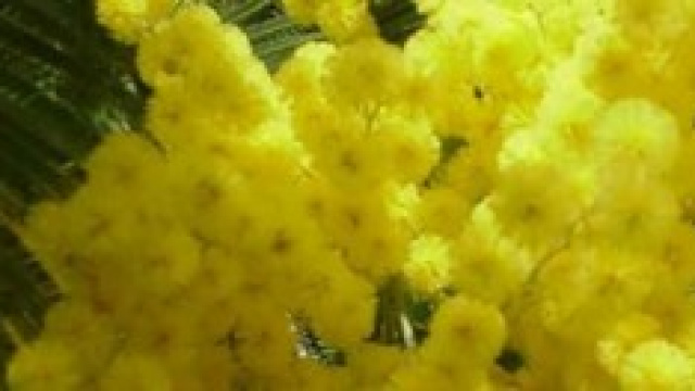 Mimose da regalare alla propria donna