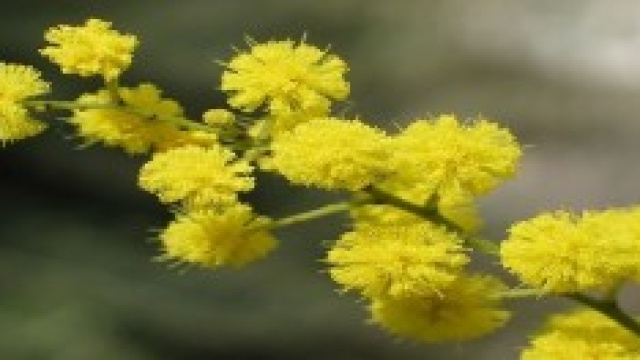 Tutti gli eventi per l'8 marzo 2014