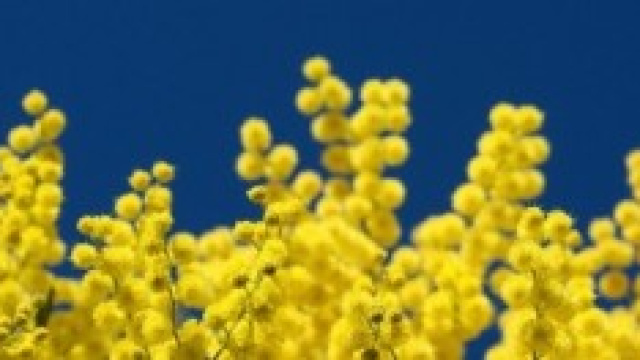 8 marzo, consigli per la festa della donna