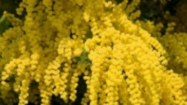 Festa della Donna 2014: le frasi famose