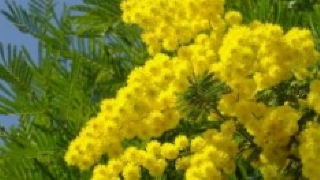 Festa della donna: storia e origini dell'8 marzo