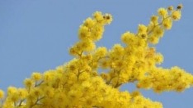 Frasi festa della donna 2014, auguri e idee regali