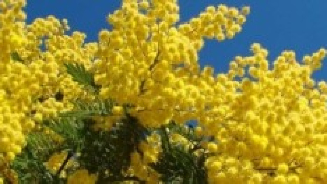 Auguri per l'8 marzo: frasi, messaggi ed sms