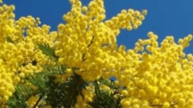 Eventi Festa della donna 8 marzo, Roma