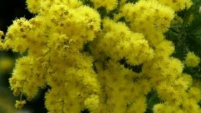 Festa della Donna 2014: storia e origine 8 marzo