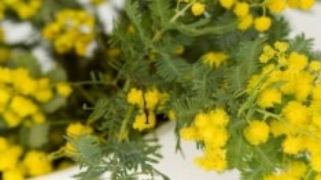 festa della donna frasi sms