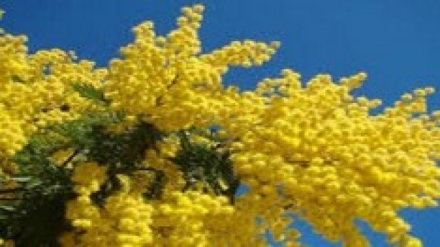 Festa della donna: le frasi pi&ugrave; belle da copiare 