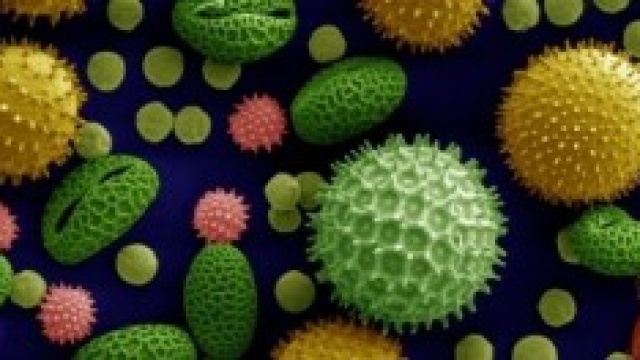 Allergia 2014: i sintomi e i rimedi