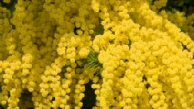 Festa della donna 2014: cosa fare oggi?
