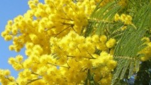 Festa della Donna 2014: frasi da dedicare