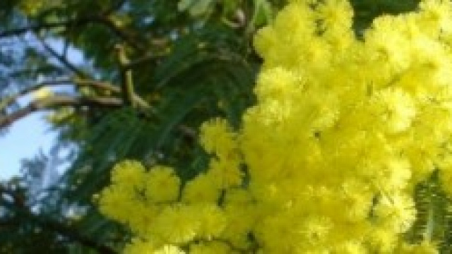 Festa della donna 8 Marzo