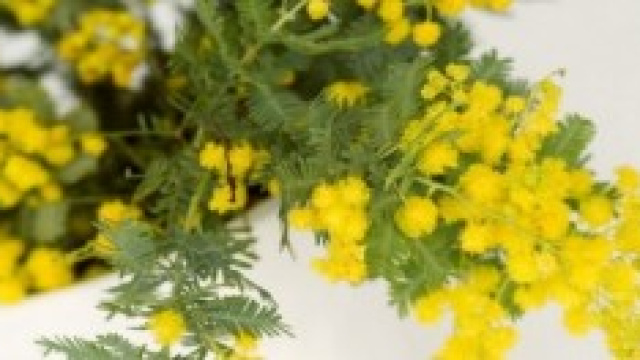 frasi sms festa della donna