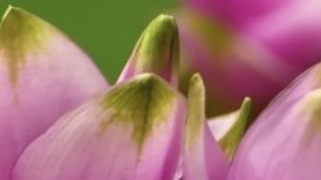 Il fiore Curcuma, dal quale si estrae la curcumina