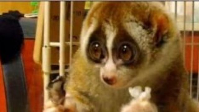 Quali sono gli animali pi&ugrave; dolci del mondo? 