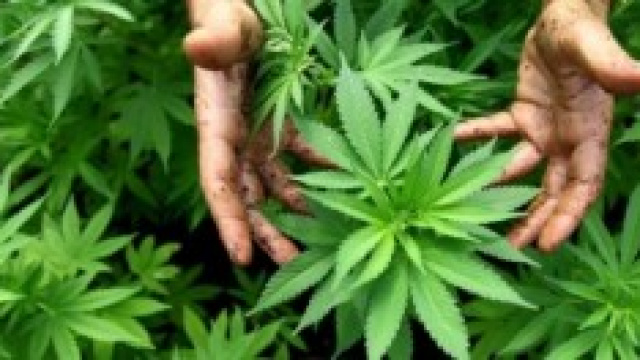 Via libera all'uso terapeutico della cannabis