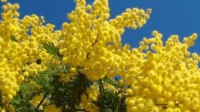 Festa della donna: la situazione italiana