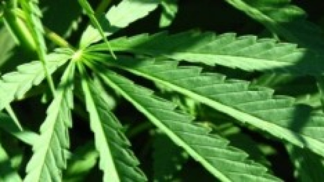 via libera all'uso terapeutico della cannabis 