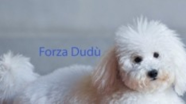 Dud&ugrave;, il barboncino di Berlusconi &egrave; morto?