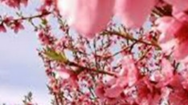 Fiori di aprile, spose e fortuna al lotto