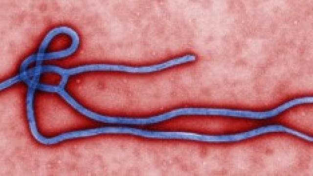 Ebola: che cos'&egrave; e quali sono i rischi