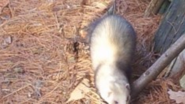 Il furetto, un animale da pet therapy.