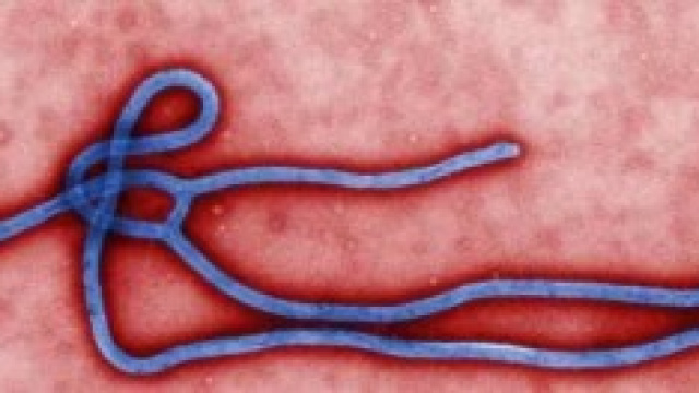 Virus Ebola in Italia e Guinea: rischi e notizie