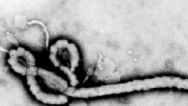Ebola, il virus ed il contagio