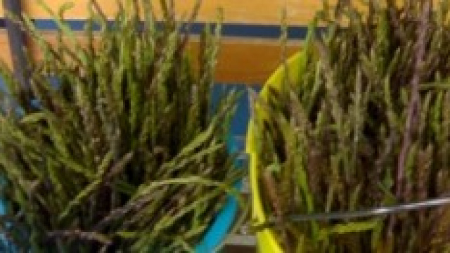 Raccogliere asparagi &egrave; un esercizio per pochi.