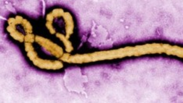 Virus Ebola: tutte le info