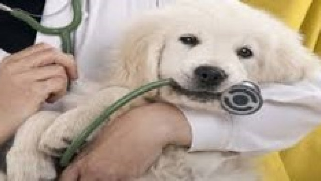 A Milano la prima Clinica Veterinaria Pubblica