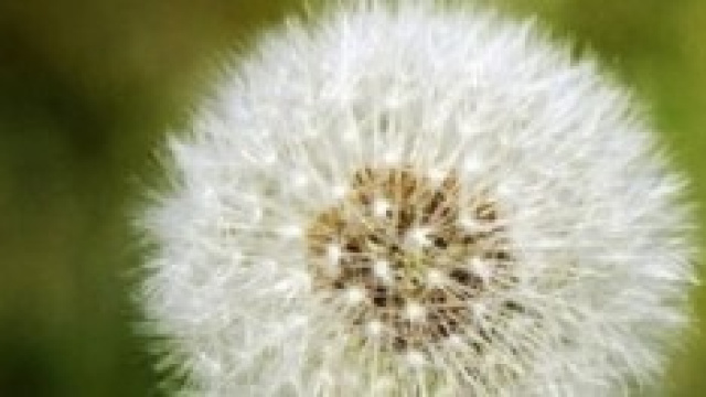 Allergie, cure, rimedi, vaccini: quali scegliere?