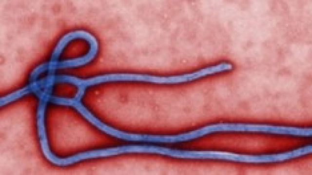 Virus Ebola 2014: i sintomi e la cura