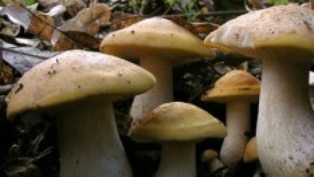 Un primo piatto ai funghi porcini