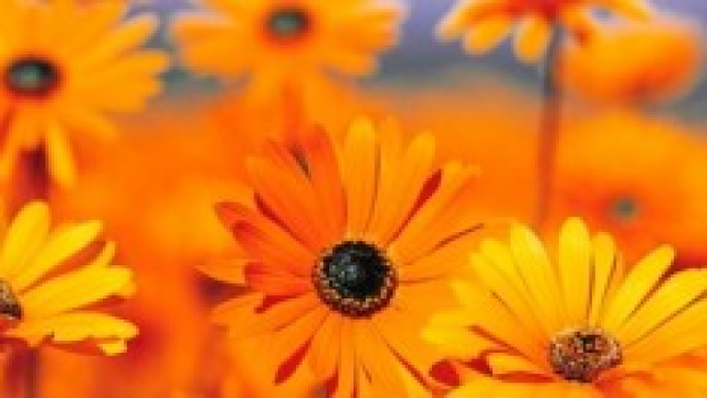 un fiore per la festa della mamma