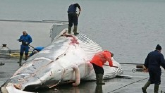 Caccia di balene in Islanda