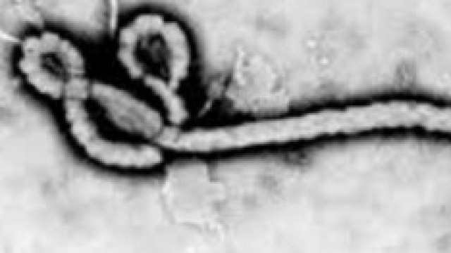  L'epidemia  di Ebola in Guinea spaventa l'Europa