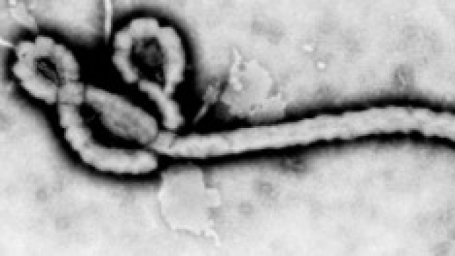 Virus ebola: ecco i rischi