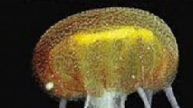 Medusa "aliena" a Venezia, una specie mai vista.