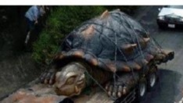 la tartaruga gigante fuoriuscita dall'Etna