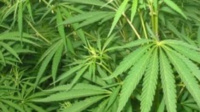 Marijuana nel panino di Mc Donald's