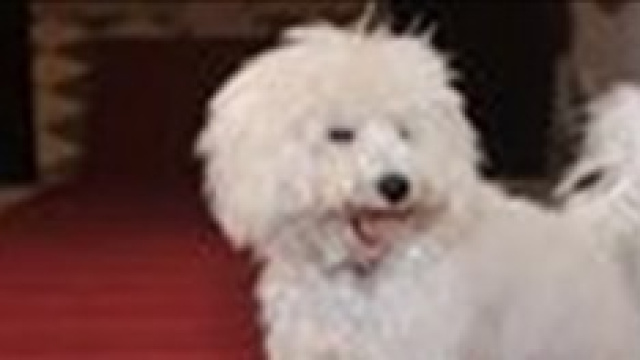 Grillo contro Dud&ugrave;, il cagnolino di Berlusconi.