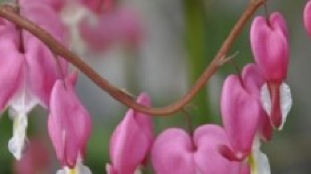 L'11 maggio 2014 &egrave; la Festa della Mamma