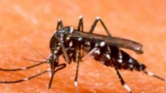 La zanzara &egrave; l'animale pi&ugrave; pericoloso al mondo