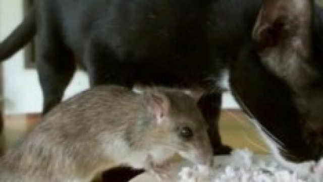 Test Facebook 2014 notizie quiz Quale animale sei