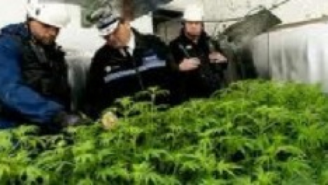 Una coltivazione di Marijuana