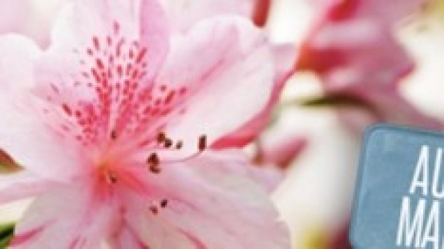 Festa della Mamma 2014: idee regalo e frasi