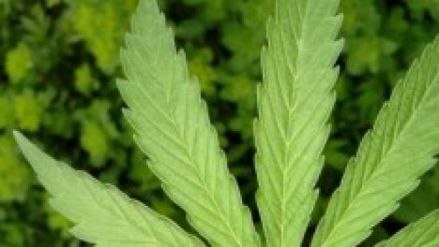Uruguay: la marijuana &egrave; libera