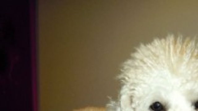 cane di razza barboncino colore bianco
