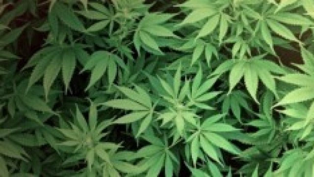 Piante di marijuana, legale in Uruguay