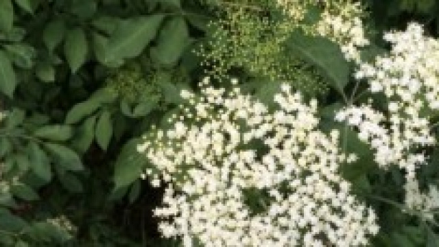 primo piano di fiori di sambuco